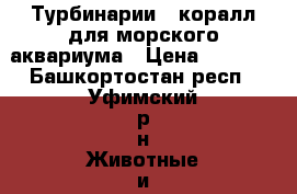 Турбинарии - коралл для морского аквариума › Цена ­ 2 500 - Башкортостан респ., Уфимский р-н Животные и растения » Аквариумистика   